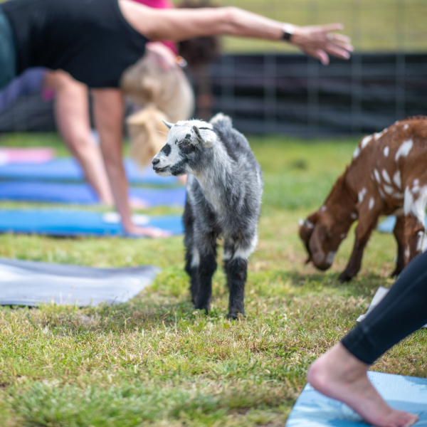 Wellness